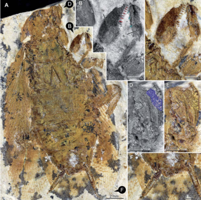 Fossils of ancient roach like insect, Raptoblatta waddingtonae